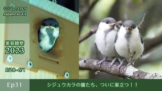 Japanese Tit Chicks Finally Fledge!! [Nest Box Observation 2023 Ep31/May 28  Jun 1 ]