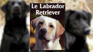 Le labrador retriever