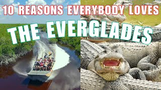 UNFORGETTABLE Everglades National Park Tour  Top 10 Things to Do!