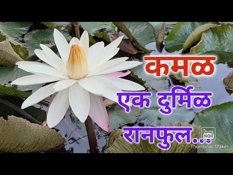 Lotus gayana текст