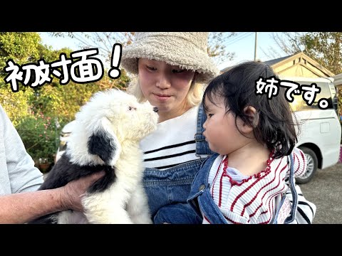 【初対面】我が家にやってくる新しい家族に会いに行ってきました♪｜グレートピレニーズ