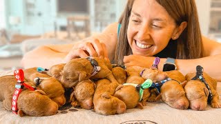 Largest Litter of Mini Goldendoodle Puppies In 4 Years