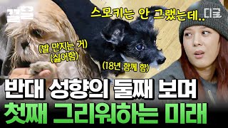 [#대화가필요한개냥] 반평생을 함께한 반려견 스모키를 떠나보낸 타이거JK와 윤미래😢 넷이 함께 걸었던 산책길을 걸으며 스모키를 그리워하는 두 사람ㅠㅠ