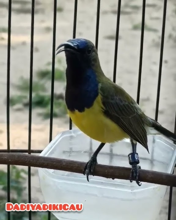 sogon suara jernih |sogon trah petarung |sogon lomba nasional