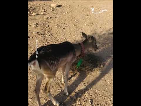 مواطن يجد غزالا شارد ا في إربد عمون إربد