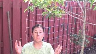 How to Grow a Vegetable Garden Year Round in South Florida