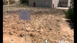 150 Palme Piantumate A Canicatti Dai Lions.-- Trc -- Tele Radio Canicattì