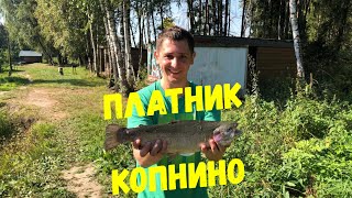 Платный пруд Копнино, ловля форели, рыбалка 2019