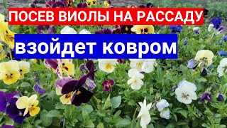 Посев  Виолы На Рассаду - Взойдет Ковром! Заправляем Сытно Грунт!