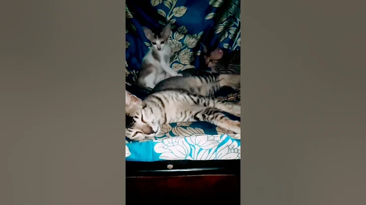 Video 10334441: meowing cats fighting, meowing angry cat playing, sound cat meowing angry, cartoon meow cat sound, fight sounds cat funny, cute cat fight sound