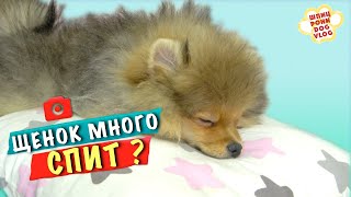 😴ЩЕНОК СПИТ МНОГО (ПОЧЕМУ?) - ОТВЕТЫ смотри на канале Шпиц Рони Пом, Говорящая собака, ДОГВЛОГ