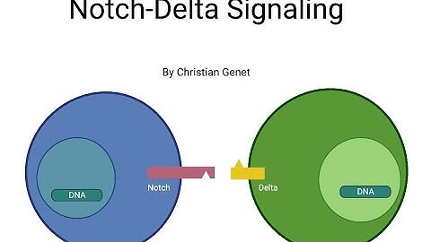 Notch-Delta Signaling Pathway