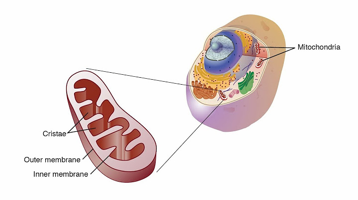 Which part of the mitochondrion contains the proteins that carry out oxidative phosphorylation?