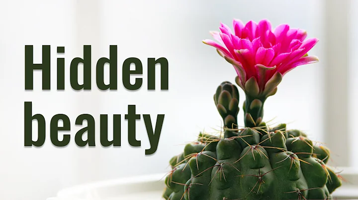 CACTUS FLOWERING SECRETS | TOP 5 CACTI WITH 100% BLOOMING - DayDayNews