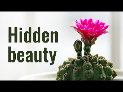Video: Cacti - Types Of Home Cacti, Growing, Care, Reproduction, Flowering
