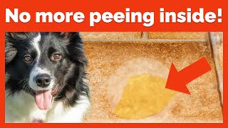 Potty Train Your Border Collie With These Tips!
