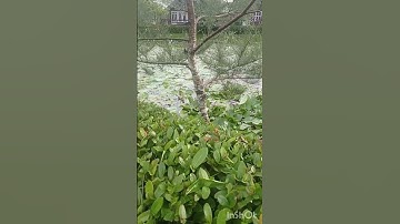 #nature #rimuscanvas #subscribe #subscribers #naturelovers #like #shorts #ytshorts #viralshorts