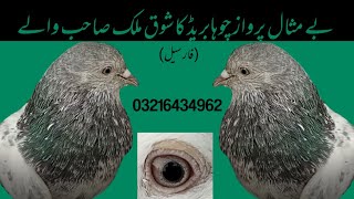 بے مثال پرواز چوہا بریڈ کا شوق ملک صاحب والے 03216434962 (فار سیل