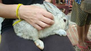 Savannakhet Et Les Lapins