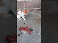 شوفو القط خايف من السلطعون 