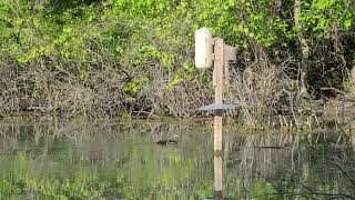 Wood duck chicks jumping from nest box #woodduck