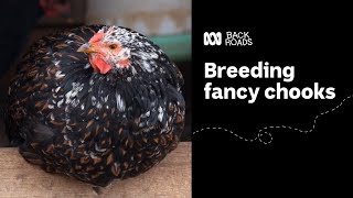 Breeding fancy chooks with world renowned chicken breeder Rob Wilson  | Back Roads | ABC Australia