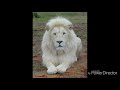 Animais do mundo : leão branco