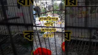 বাজরিগার পাখি কামড়ায় কেন?‎⁨@Funlybird⁩  #unfrezzmyaccount #growmyaccount #birds