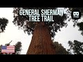 General Sherman - Sherman Tree Trail VR180 (USA)