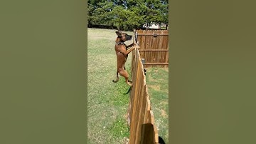 Belgian Malinois Easily Jumps Over a 6.5 Foot Fence From a Standstill