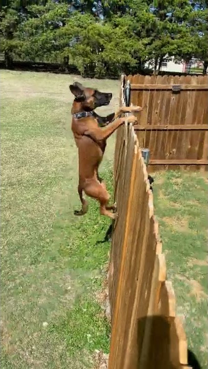 Belgian Malinois Easily Jumps Over a 6.5 Foot Fence From a Standstill
