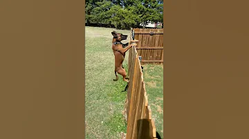 Belgian Malinois Easily Jumps Over A 6 5 Foot Fence From A Standstill 