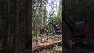 komatsu951 Starkholz #forstwirtschaft #harvester #paula#951#komatsu#forst#komatsuforest