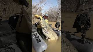 #fishing #pesca #wedcarstvo #catfish #siluro