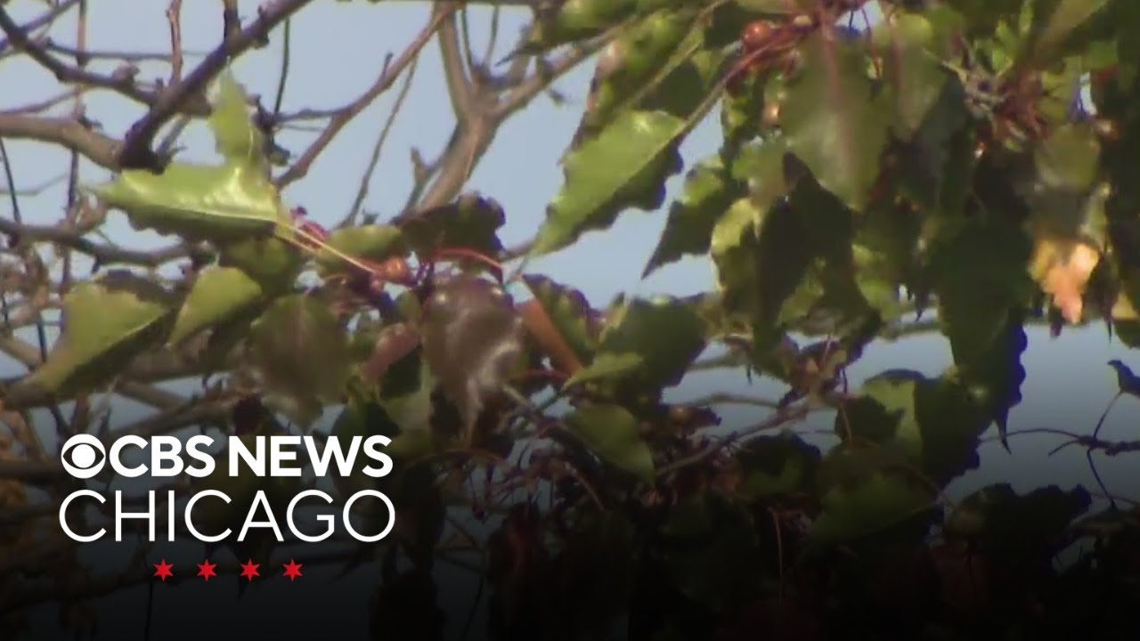 Red flag warnings issued for fire risk in Chicago area - YouTube