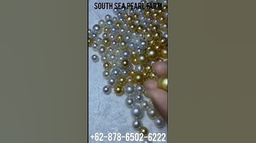 South sea pearl wholesale for more information click https://abdurrachim.com or WA:+6287865026222