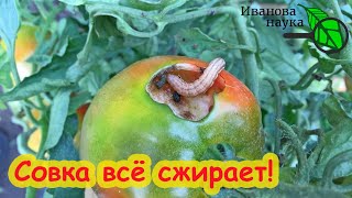 видео: СОВКА ПОЕЛА УРОЖАЙ? Избавляемся от совки осенью. Радикально. Как избавиться от совки? картинка: СОВКА ПОЕЛА УРОЖАЙ? Избавляемся от совки осенью. Радикально. Как избавиться от совки?