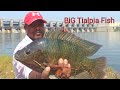 Latest Hyderabad Fishing video 2021 | Big Tilapia Fish Hunting