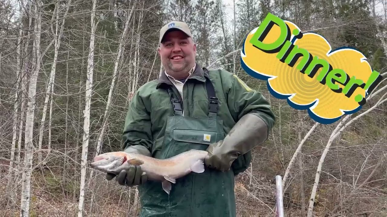 Stocking Kamloops Rainbow Trout | Spire Valley Hatchery