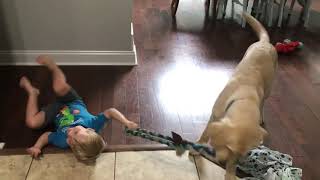 Goose Valor - service dog In training by tropicalmk 148 views 3 years ago 7 minutes, 32 seconds