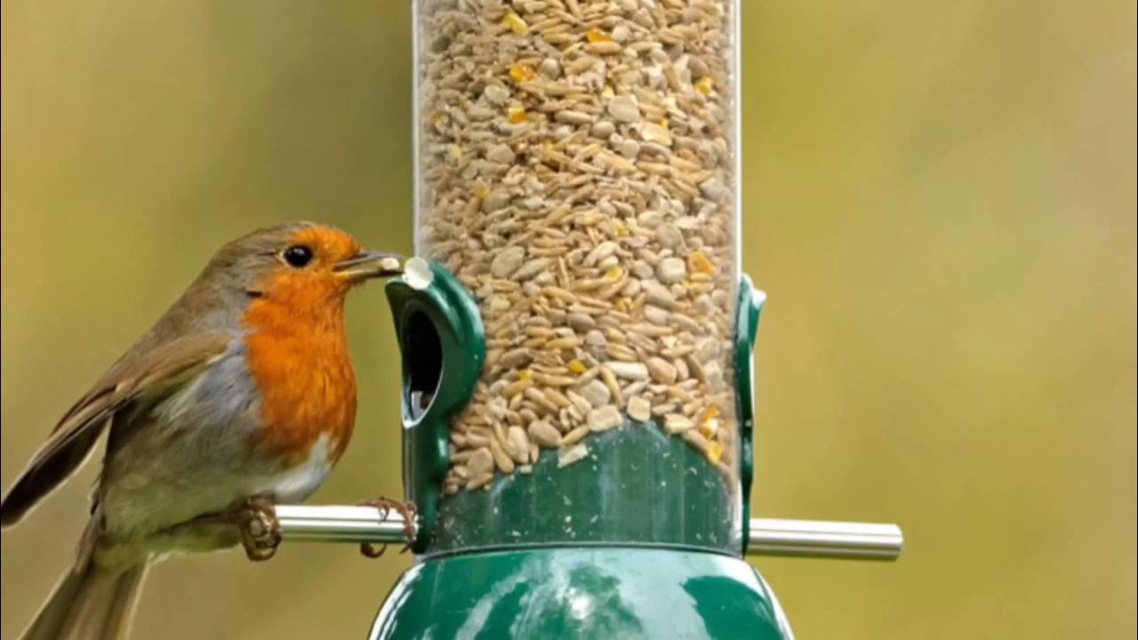 Do Bird Feeders Attract Rats? YouTube