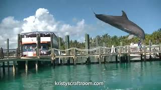 Blue Lagoon Island and Dolphin Experience!