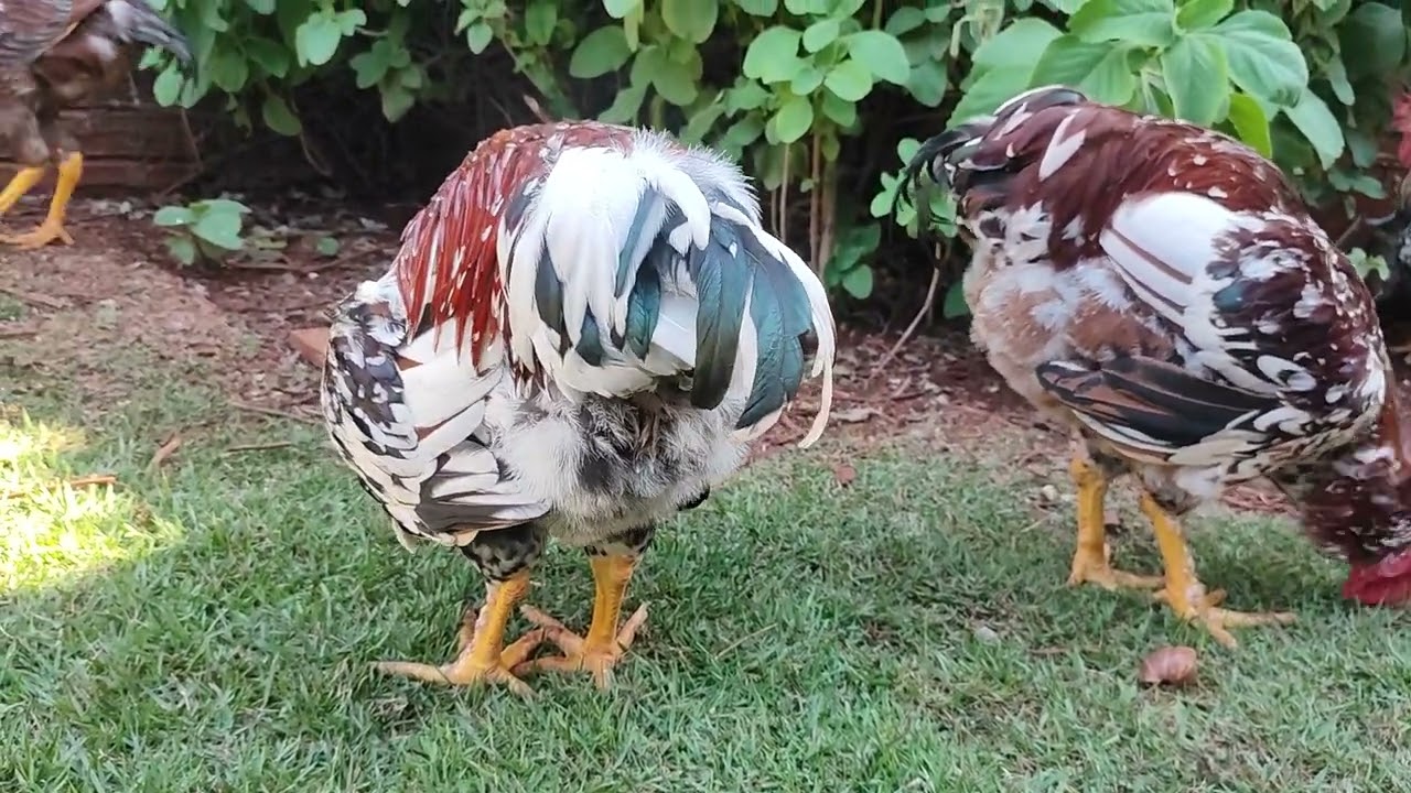 Minha criação de galinha sertaneja balão GSB, galinha de capoeira e galinha Brahma Isabela. Pastagem