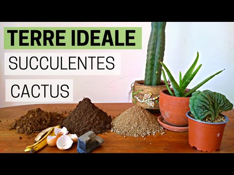 Vidéo: Qu'est-ce qu'un mélange de cactus : comment faire de la terre de cactus pour les plantes d'intérieur