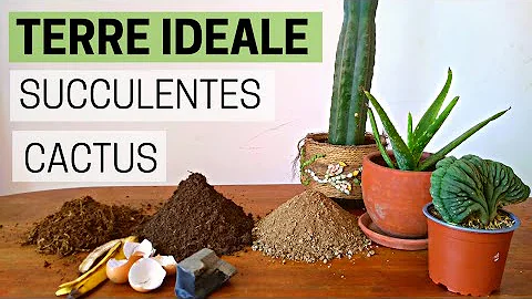 Quelle terre pour plantes succulentes ?