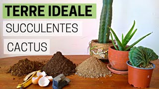 🌵 Rempoter un cactus, mélange de terre idéale pour cactus et succulente