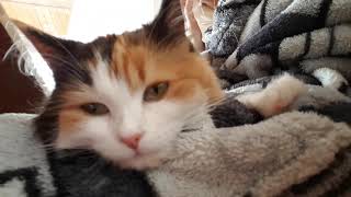 Cute little kitten relaxing on my knees by OOOH MY CATS No views 4 years ago 53 seconds