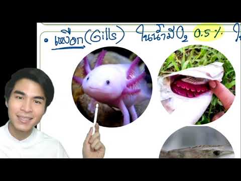 2.3 การแลกเปลี่ยนแก๊สของสัตว์