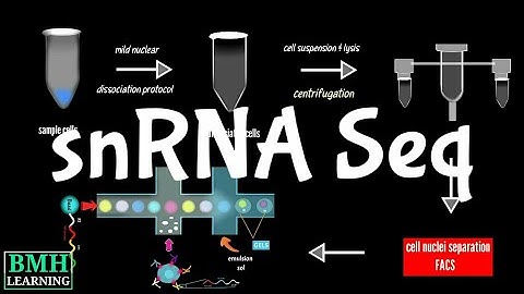 Single Nuclei RNA Seq | snRNA-seq | sNuc-Seq |