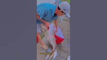 Câu cá sửu ở cầu Rạch Miễu